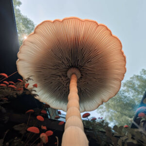 mycobowen_the_underside_of_a_large_mushroom_low_angle_camera_in_4e28812e-ef95-4d53-be9b-c08acc351e63